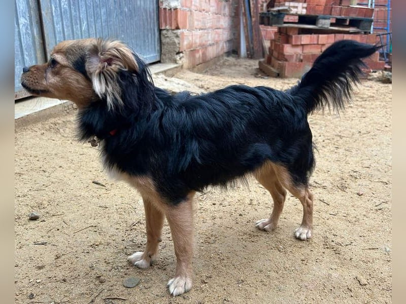 PAOLA-sehr freundlich, aufgeweckt, gesellig, unkompliziert sucht liebevolles Für-immer-Zuhause