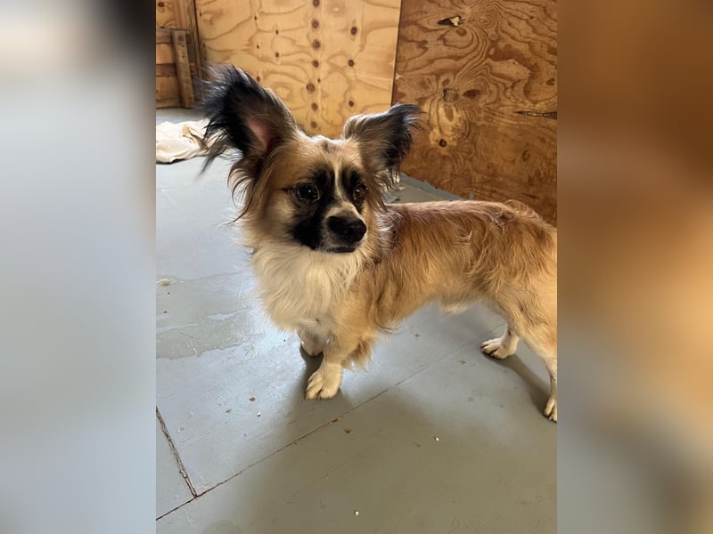 Unser kleiner Herzensbrecher GISMO