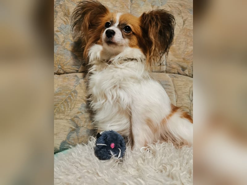 Papillon-Hündin – sonnig, gesund und extrem menschenfreundlich