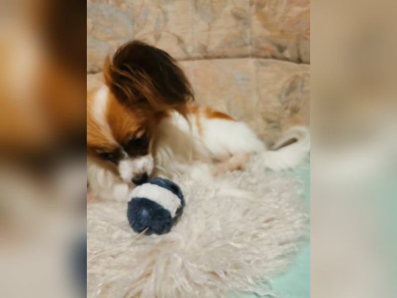 Papillon-Hündin – sonnig, gesund und extrem menschenfreundlich