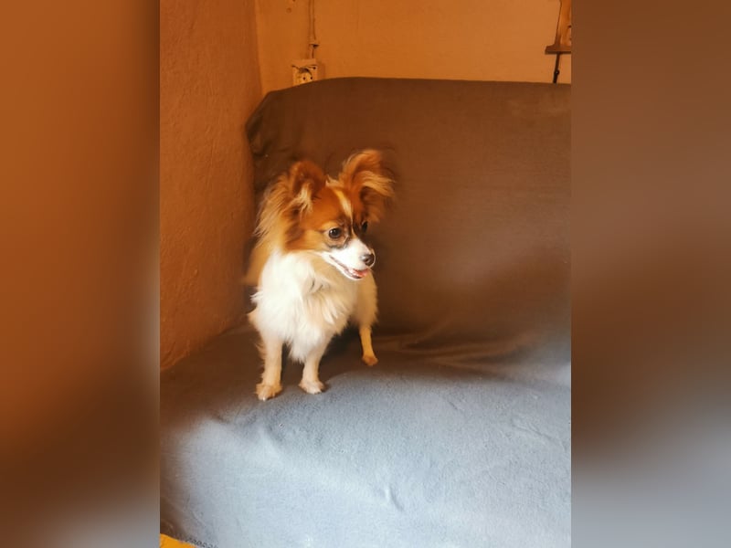 Papillon-Hündin, aktiv, gesund, fröhlich und sehr freundlich