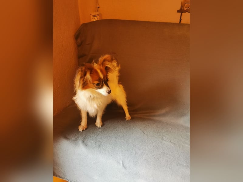 Papillon-Hündin, aktiv, gesund, fröhlich und sehr freundlich