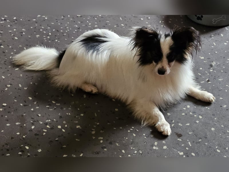 Papillon-Rüde sucht neuen Kuschelplatz