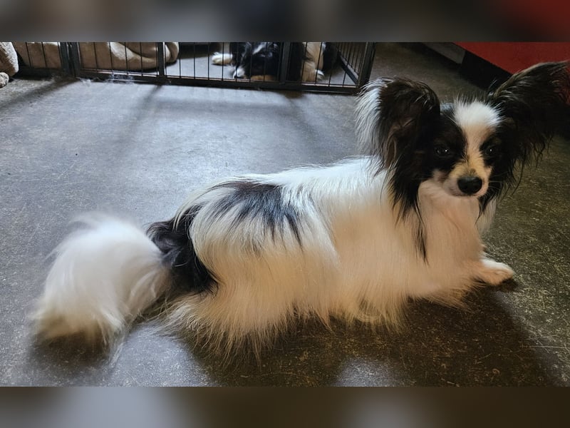Papillon-Rüde sucht neuen Kuschelplatz