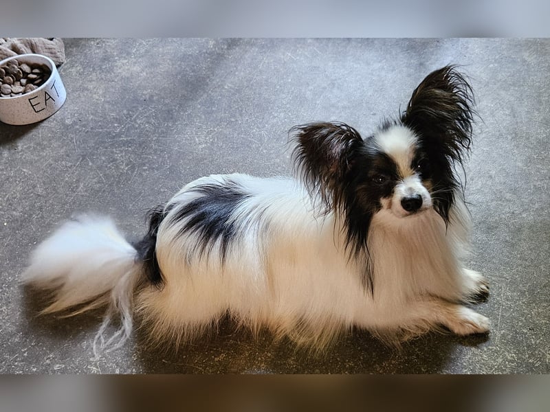 Papillon-Rüde sucht neuen Kuschelplatz