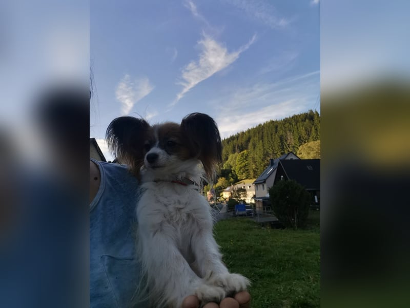 Papillon Hündin
