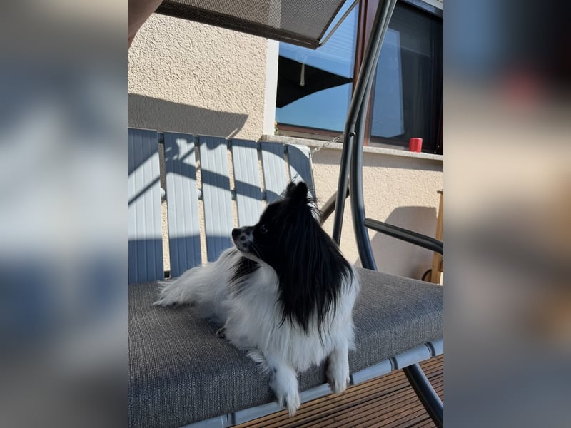 Papillon Dame sucht neues Zuhause