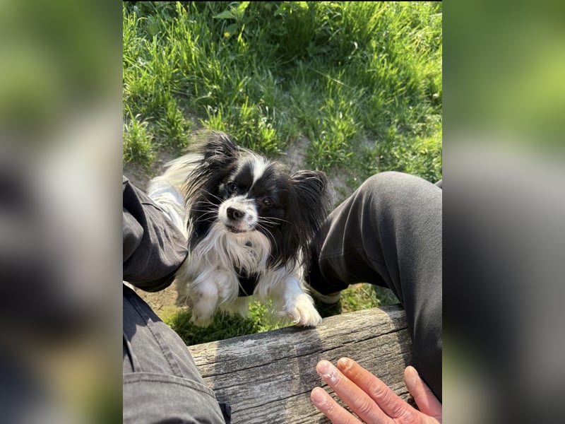 Papillon Dame sucht neues Zuhause
