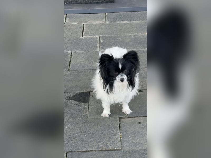 Papillon Dame sucht neues Zuhause