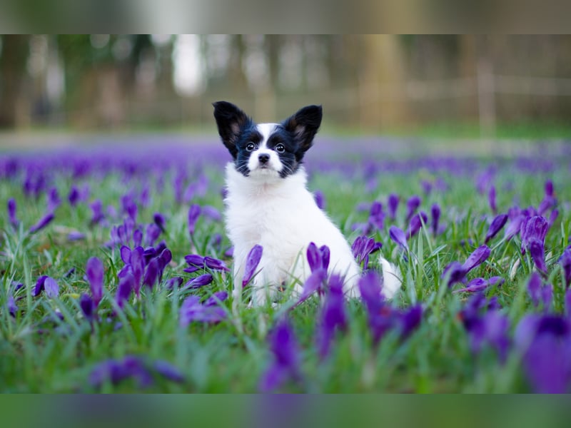 Kontinentales Spaniel Miniature Papillon
