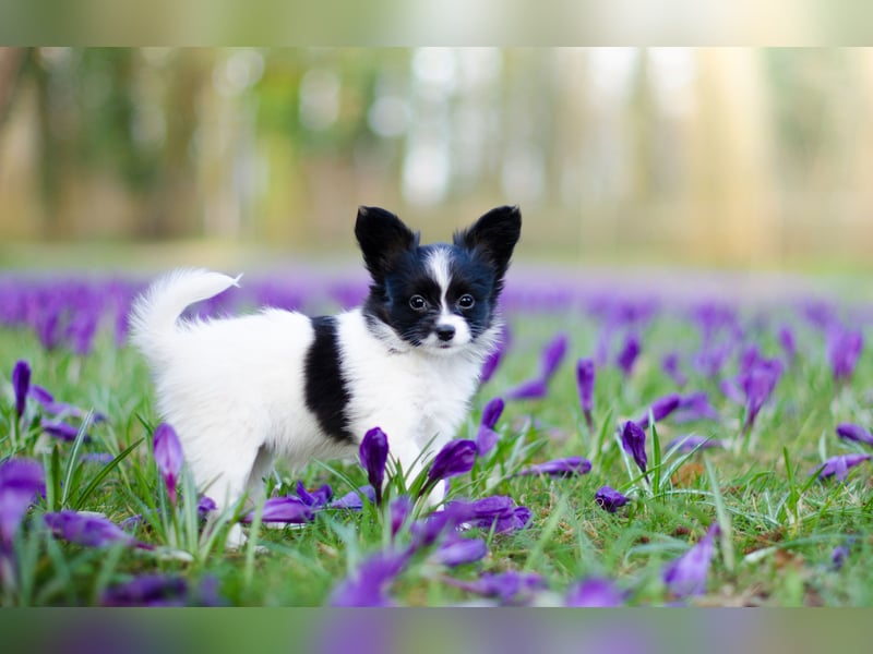Kontinentales Spaniel Miniature Papillon