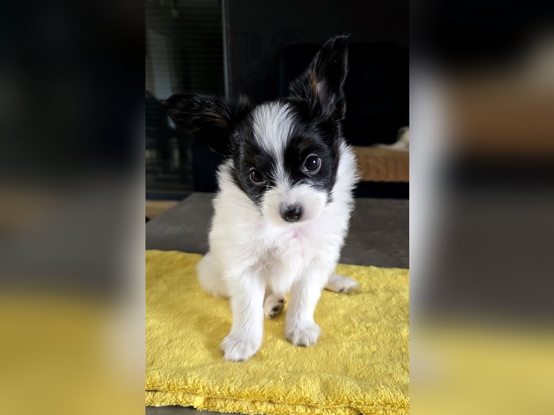 Kontinentales Spaniel Miniature Papillon