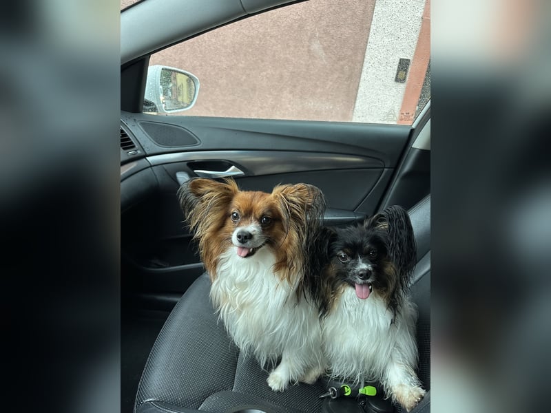  Zwei liebevolle Papillon-Rüden suchen ein schönes Zuhause – Sunny & Lucky 