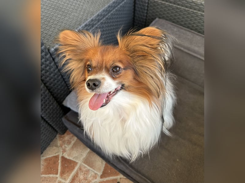  Zwei liebevolle Papillon-Rüden suchen ein schönes Zuhause – Sunny & Lucky 