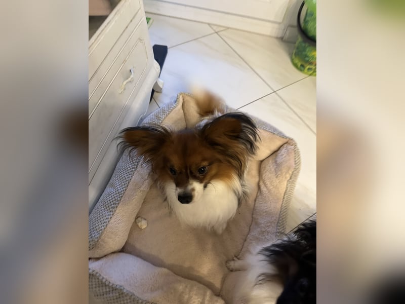  Zwei liebevolle Papillon-Rüden suchen ein schönes Zuhause – Sunny & Lucky 