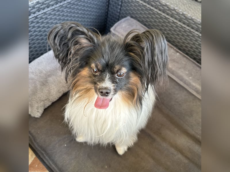  Zwei liebevolle Papillon-Rüden suchen ein schönes Zuhause – Sunny & Lucky 