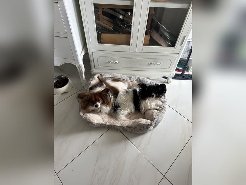  Zwei liebevolle Papillon-Rüden suchen ein schönes Zuhause – Sunny & Lucky 