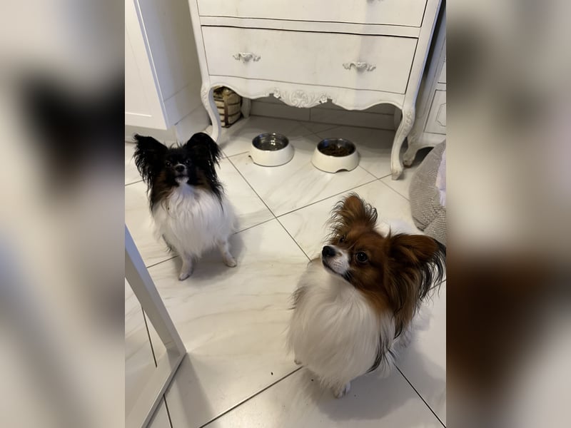  Zwei liebevolle Papillon-Rüden suchen ein schönes Zuhause – Sunny & Lucky 