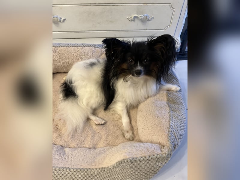  Zwei liebevolle Papillon-Rüden suchen ein schönes Zuhause – Sunny & Lucky 