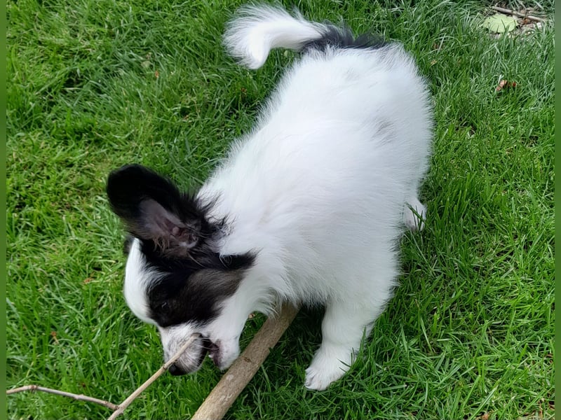 Papillonwelpen