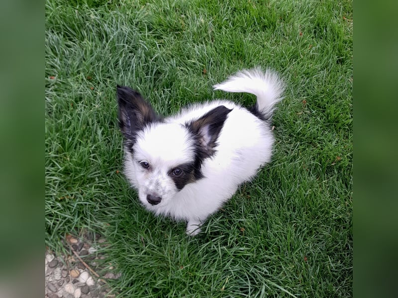 Papillonwelpe Paddington