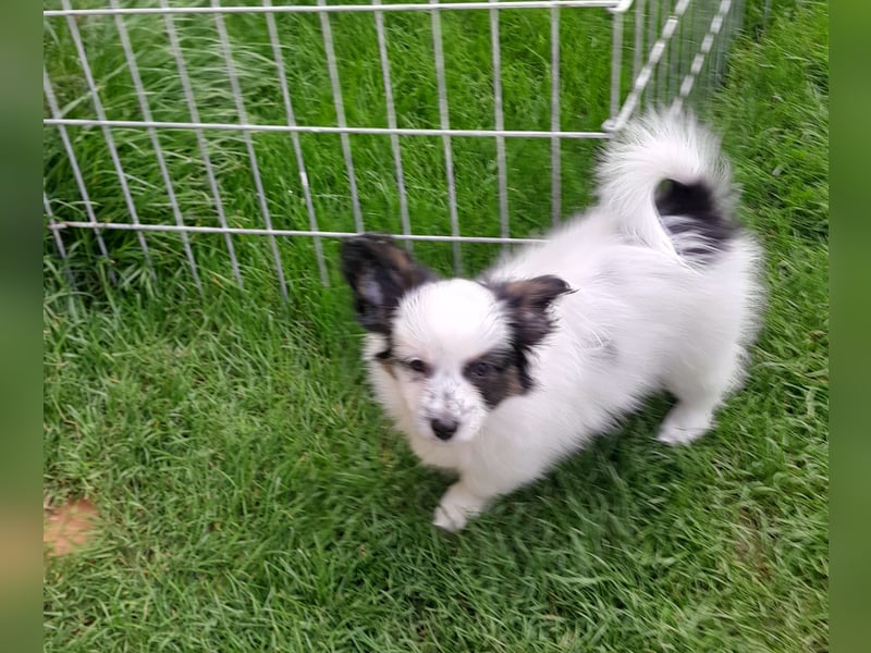 Papillonwelpe Paddington