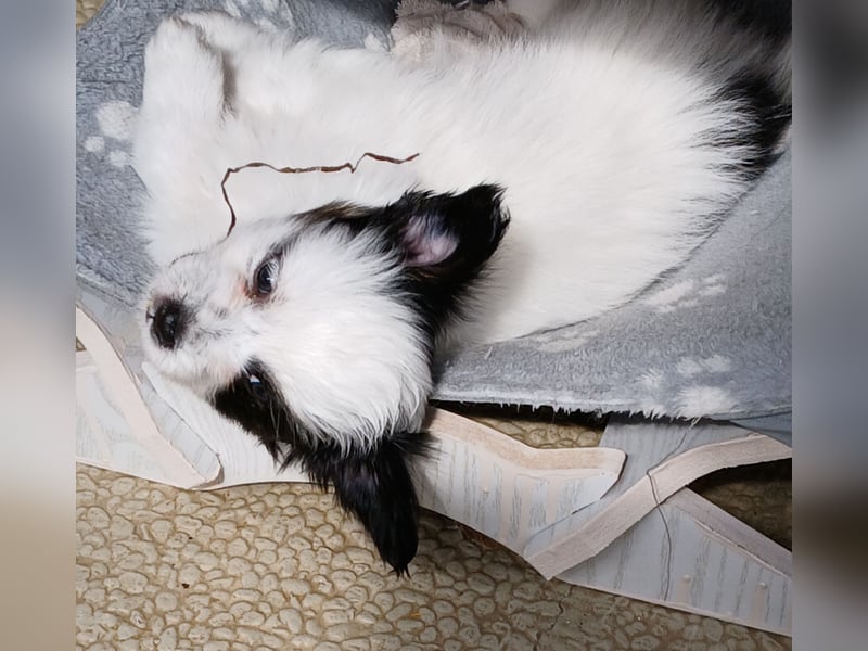 Papillonwelpe Paddington
