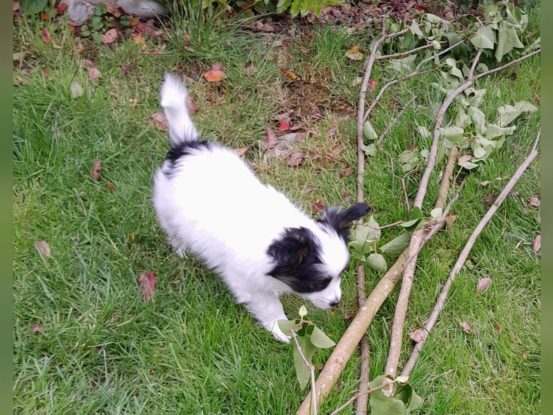 Papillonwelpen