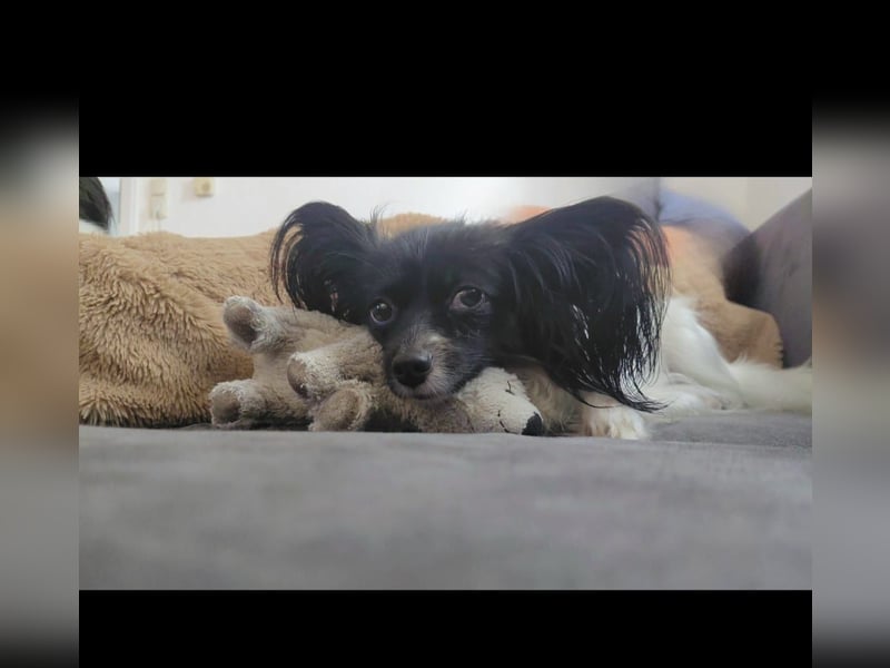 Süße Papillonhündin