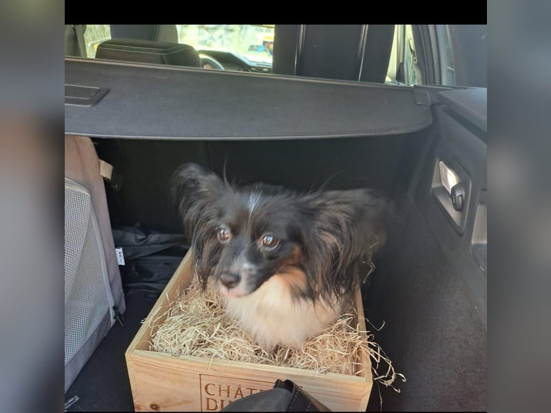 Süße Papillonhündin