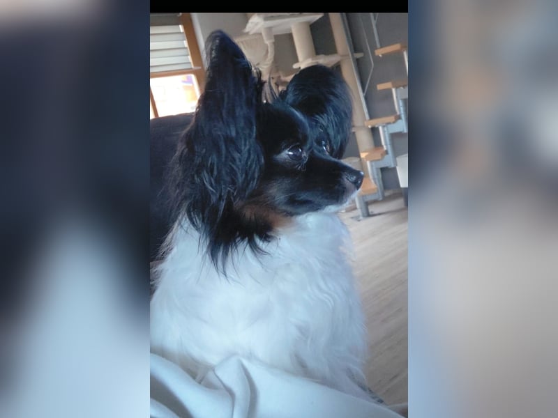 Süße Papillonhündin