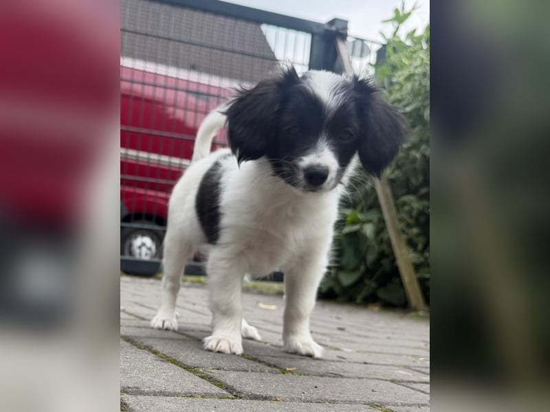 Phalene Welpen, kontinentaler Zwergspaniel