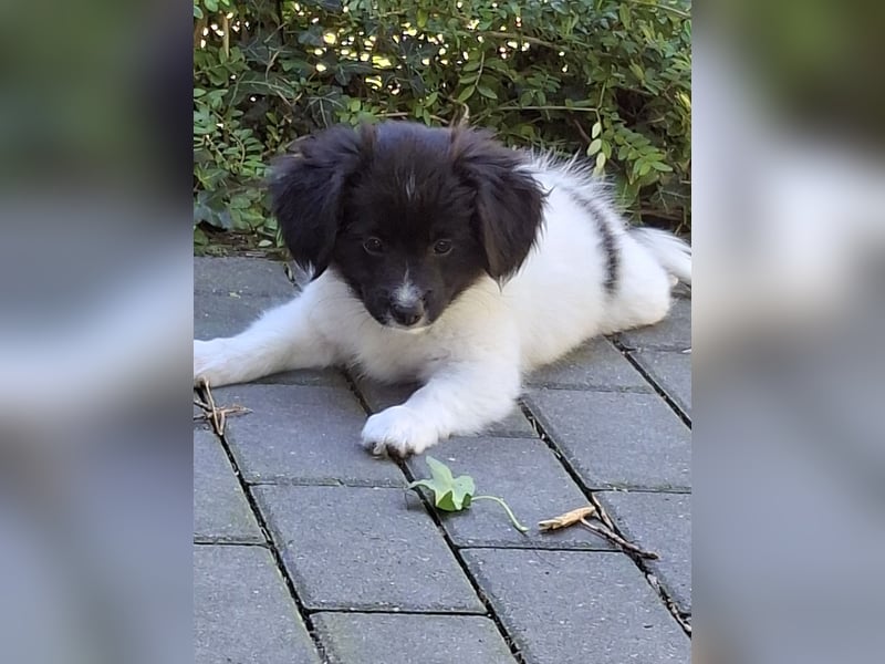 Phalene Welpen, kontinentaler Zwergspaniel
