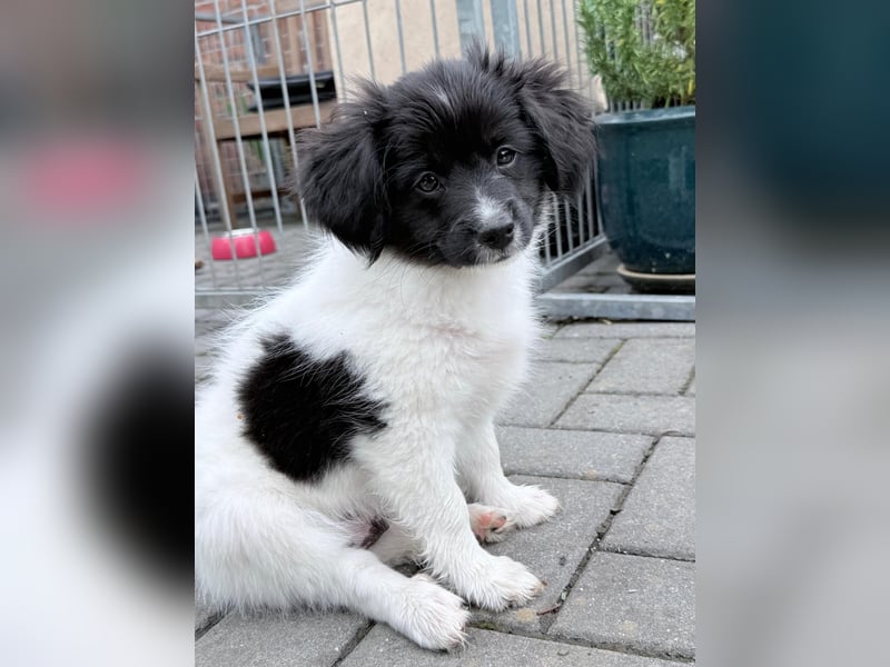 Phalene Welpen, kontinentaler Zwergspaniel