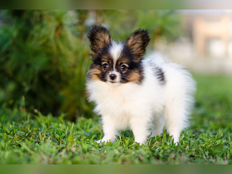 Kleiner Continental Spaniel Papillon Junge