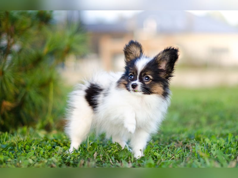 Kleiner Continental Spaniel Papillon Junge