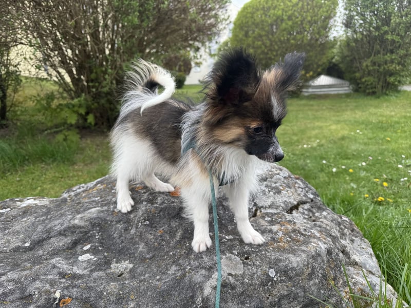 Süßer Papillon Rüde