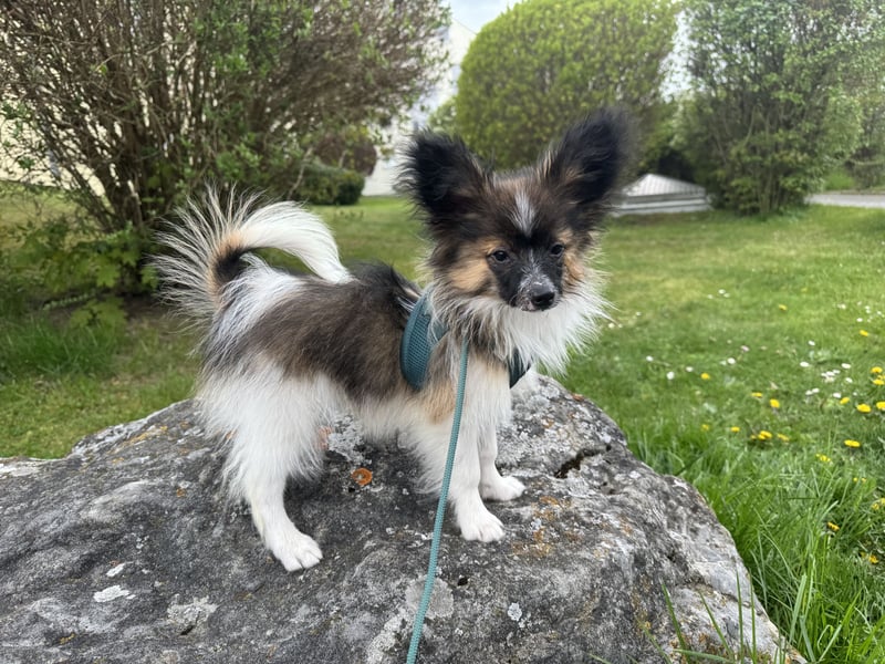 Süßer Papillon Rüde