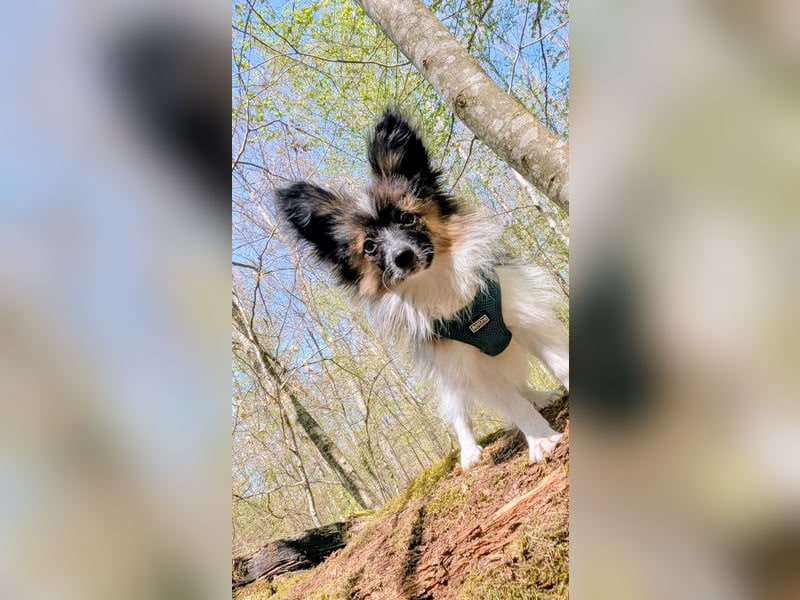 Süßer Papillon Rüde