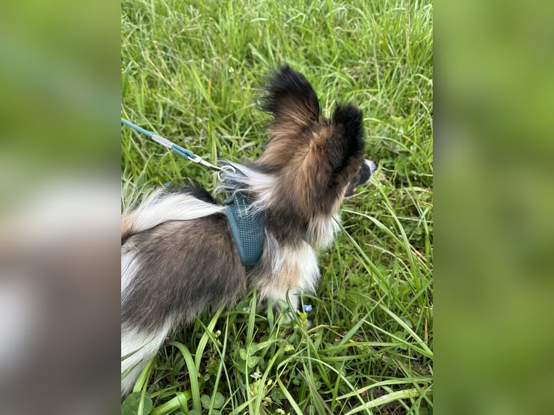 Süßer Papillon Rüde