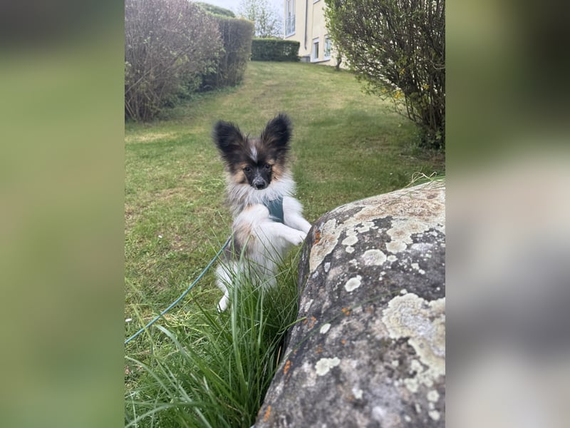 Süßer Papillon Rüde