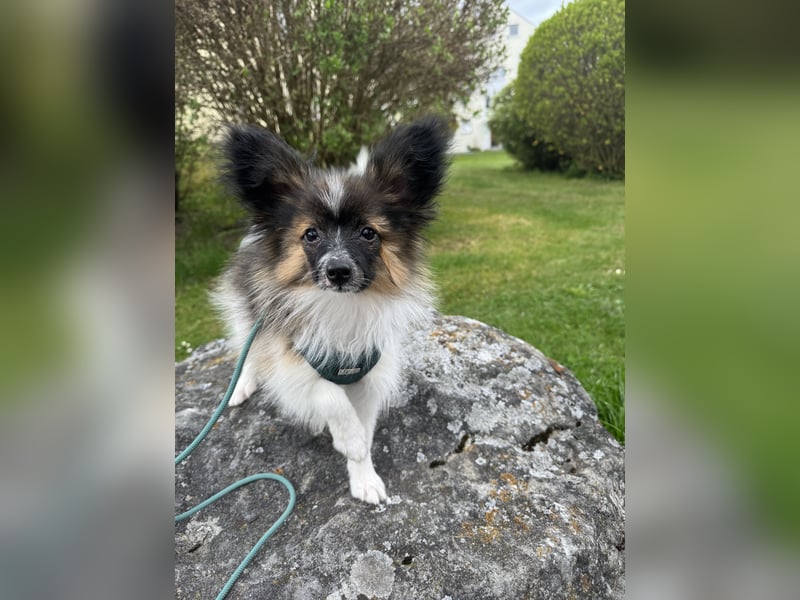 Süßer Papillon Rüde