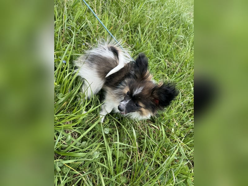 Süßer Papillon Rüde