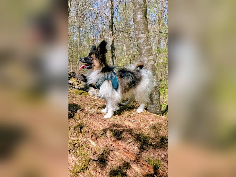 Süßer Papillon Rüde