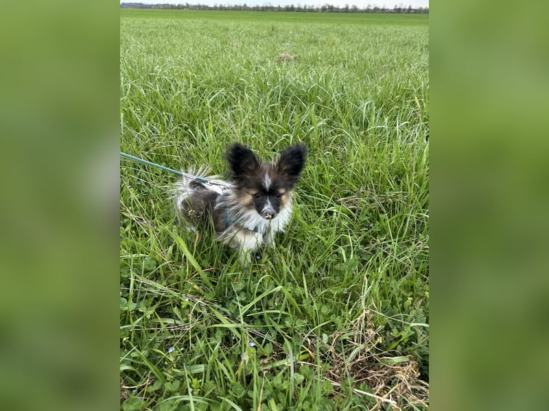 Süßer Papillon Rüde