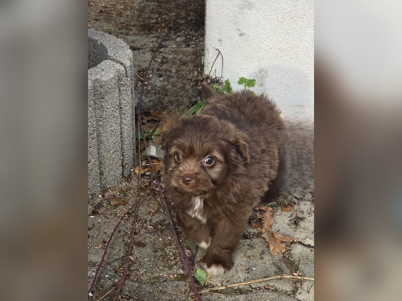 Unsere Teddy Pomapoo sind kleine Zwerge, die Sie mit ihrer Anmut verzaubern möchten