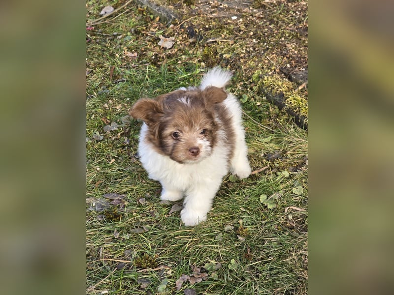 Unsere Teddy Pomapoo sind kleine Zwerge, die Sie mit ihrer Anmut verzaubern möchten
