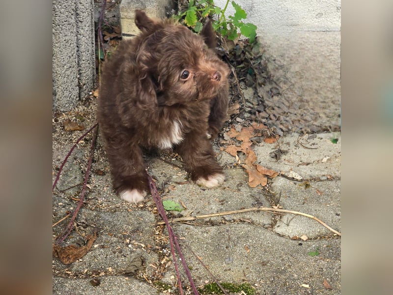 Unsere Teddy Pomapoo sind kleine Zwerge, die Sie mit ihrer Anmut verzaubern möchten