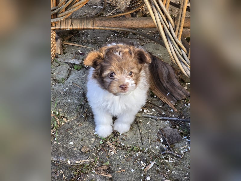 Unsere Teddy Pomapoo sind kleine Zwerge, die Sie mit ihrer Anmut verzaubern möchten