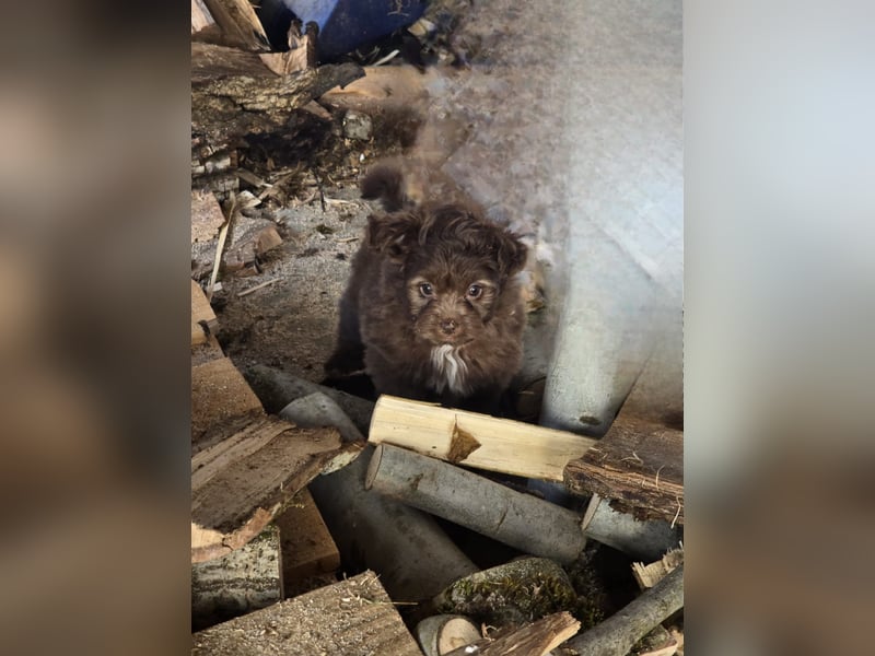 Unsere Teddy Pomapoo sind kleine Zwerge, die Sie mit ihrer Anmut verzaubern möchten